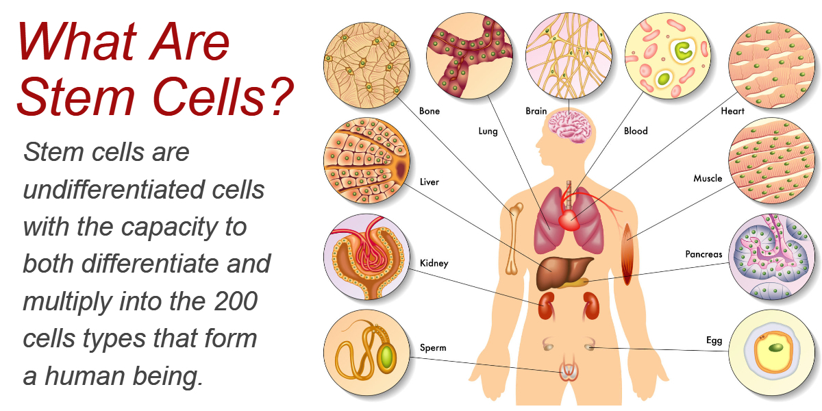 uses of adult stem cells